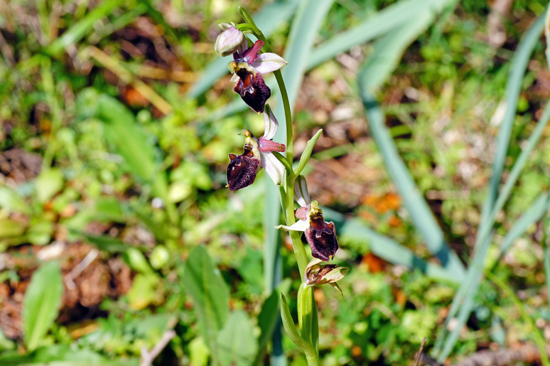 Orchidee da identificare